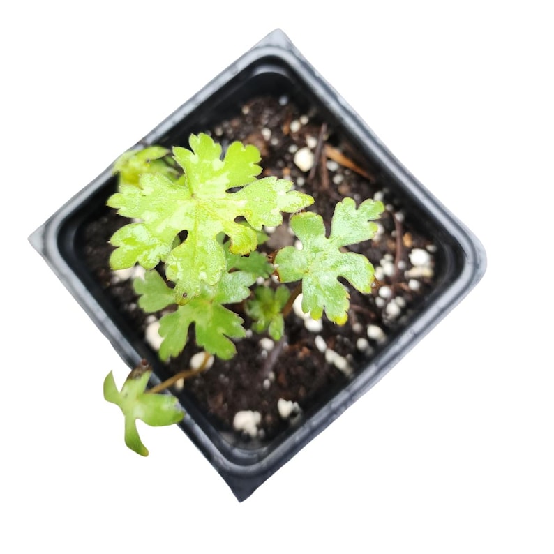 Virginia Waterleaf Plant 2.5-inch Pot Hydrophyllum virginianum Organic Native Pollinator-Friendly Plant