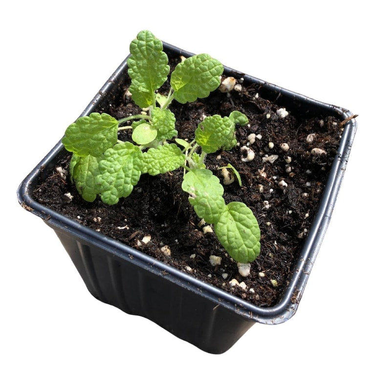 Organic White Horehound Plant in 2.5-inch Pot - Marrubium vulgare - Perennial with Gray-Green Foliage and White Flowers