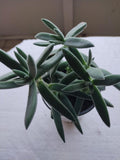 Crassula Plant - Small Pretty in Pewter Succulent / Crassula mesembryanthemoides 'Tenelli'  - Easy Care Houseplant - Crassula Perfoliata Falcata