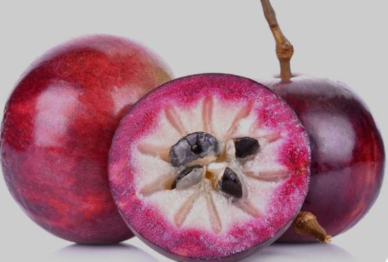 Star Apple Tree in 1 Gal Pot | 12-18 Inch | Rare Caimito (Chrysophyllum cainito) | Fast Growing Tropical Fruit Plant