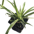 Organic Spider Plant 2.5-Inch Pot Reverse Variegated Chlorophytum comosum Air-Purifying Houseplant by Smoke Camp Crafts