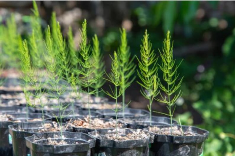 Organic Asparagus Plant in 2.5-inch Pot, Mary Washington Variety (Asparagus officinalis) by Smoke Camp Crafts
