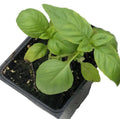 Italian Large Leaf Basil Plant in 2.5-Inch Pot, Organic Culinary Herb (Ocimum basilicum) - Perfect for Pesto and Cooking