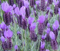 Spanish Lavender Plant 6" Pot Lavandula stoechas Fragrant Gray-Green Shrub Perfect for Hot Humid Climates