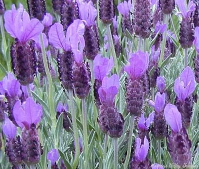 Spanish Lavender Plant 6" Pot Lavandula stoechas Fragrant Gray-Green Shrub Perfect for Hot Humid Climates