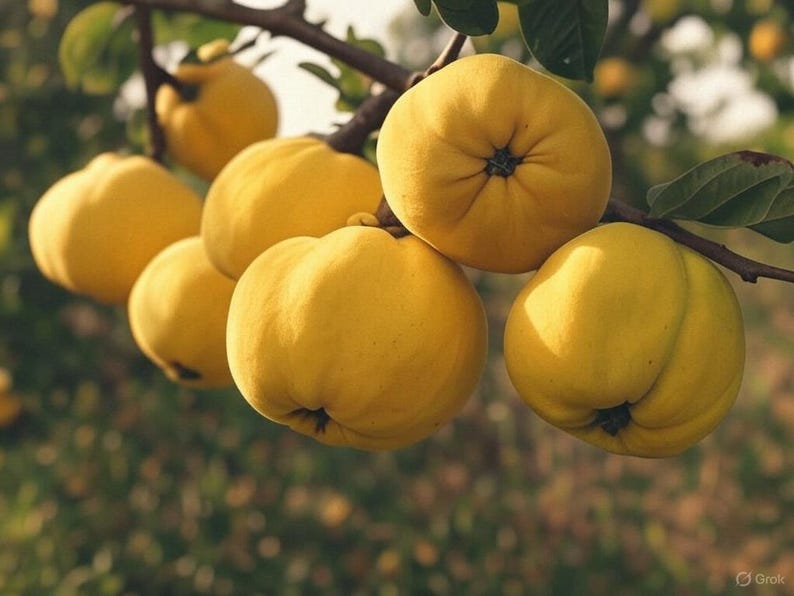 Lepage Quince Tree Live Plant 12-18 inch Cydonia oblonga 'Lepage' Heirloom Edible Fruit Hardy Garden Tree
