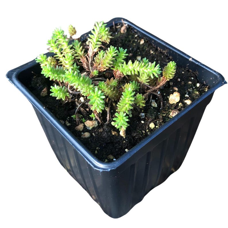 Tasteless Stonecrop Plant in 2.5-inch Pot, Sedum sexangulare - Watch Chain Stonecrop, Drought Resistant Groundcover for Xeriscapes