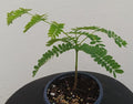 Red Royal Poinciana Tree - 10" Plant - Delonix regia - Fast-Growing Flame Tree with Bright Red Flowers for Gardens