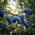 European Purple Plum Live Plant - 6-8 Inch Rooted Cuttings - Sweet Fruit - Prunus domestica - Self Pollinating, Hardy Zones 5-8