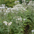 Globe Thistle Live Plant 4" Pot Arctic Glow Echinops sphaerocephalus Full Sun Perennial for Zones 3-10