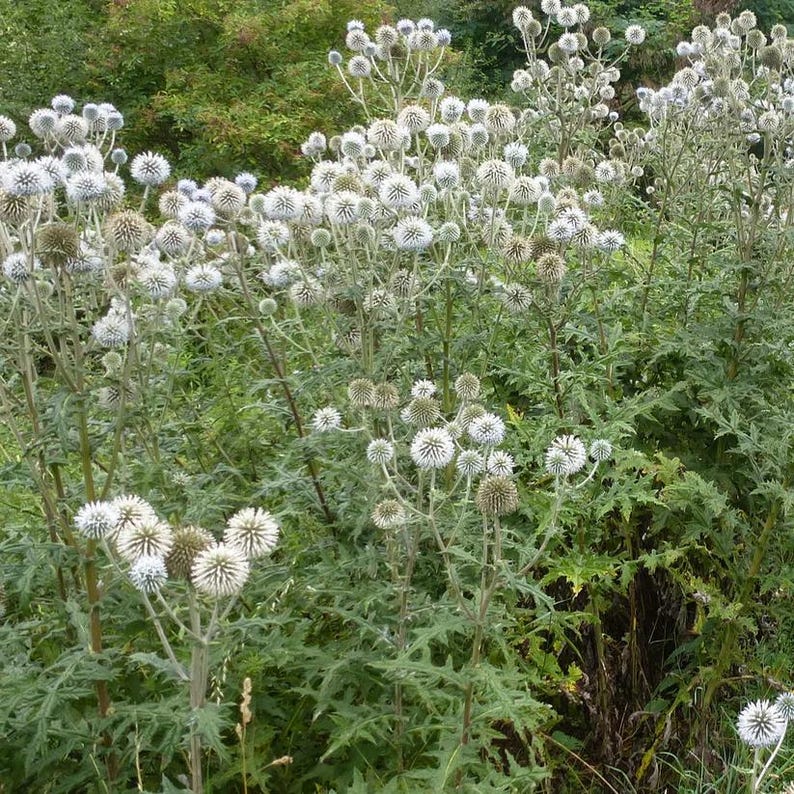 Globe Thistle Live Plant 4" Pot Arctic Glow Echinops sphaerocephalus Full Sun Perennial for Zones 3-10
