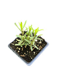 Organic Tarragon Plant in 2.5-Inch Pot - Artemisia dracunculus - Culinary Herb for Salads, Poultry, and Vegetables