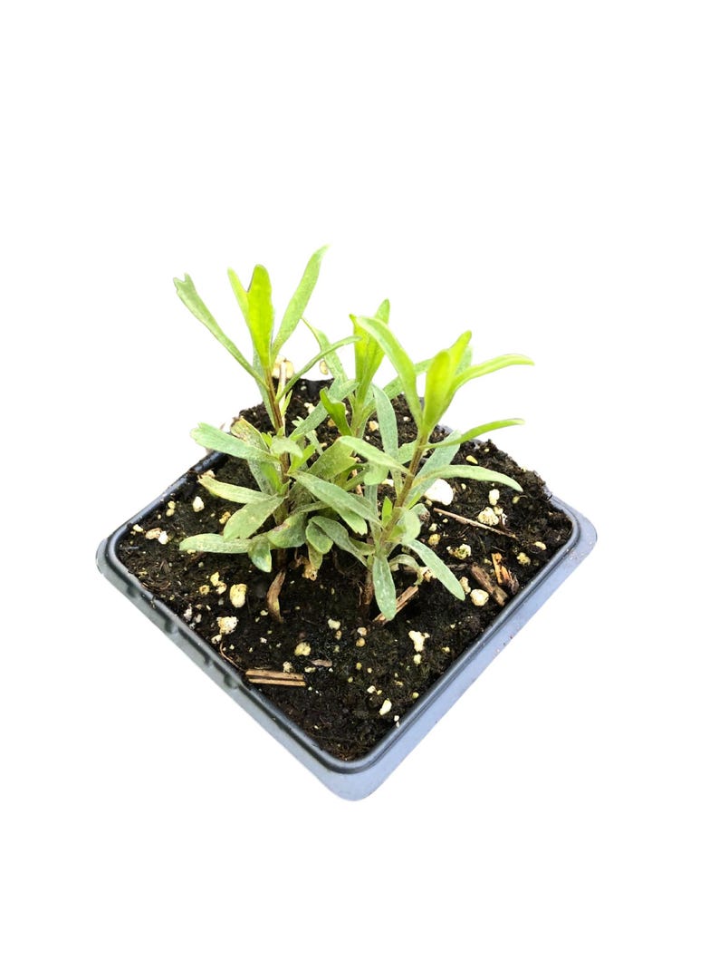 Organic Tarragon Plant in 2.5-Inch Pot - Artemisia dracunculus - Culinary Herb for Salads, Poultry, and Vegetables