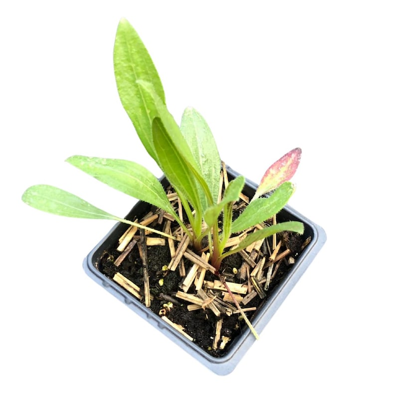 Pale Purple Coneflower Plant in 2.5-Inch Pot, Echinacea pallida, Organic Native Pollinator for Dry Soils