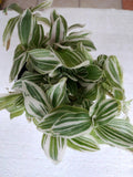 Feeling Sweet Tradescantia - Small Plant with Free Cutting - Tradescantia spp - Rooted, Bareroot, Easy to Grow, Low Maintenance