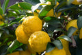 Yuzu Citrus Tree in 1/2 Gallon Pot - Unique Flavor, Aromatic Fruit, Citrus Junos
