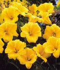 Daylily Plant | Well Rooted | Stella d'Oro | Hemerocallis 'Stella d'Oro' | Yellow Blooms | Long Blooming Season
