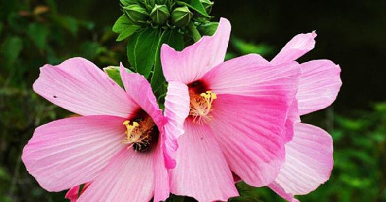 Swamp Rose Mallow Plant - Well Rooted Pink Flowers - Hibiscus moscheutos - Attracts Bees & Butterflies - Shipping Included