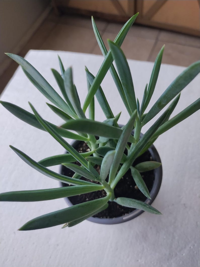Turquoise Tentacles Plant + 1 Small Rooted + Free Cutting + (Pothos/Philodendron/Spider/Tradescantia Zebrina)