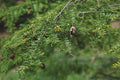 Eastern Hemlock Trees 3-Pack - Tsuga canadensis - Baby Trees 8-18 Inches - Native Plant for Landscaping