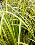 Ogon Sweet Flag Starter Clump - Acorus gramineus 'Ogon' - Evergreen Grass for Wet Soils - Ideal for Ponds or Containers