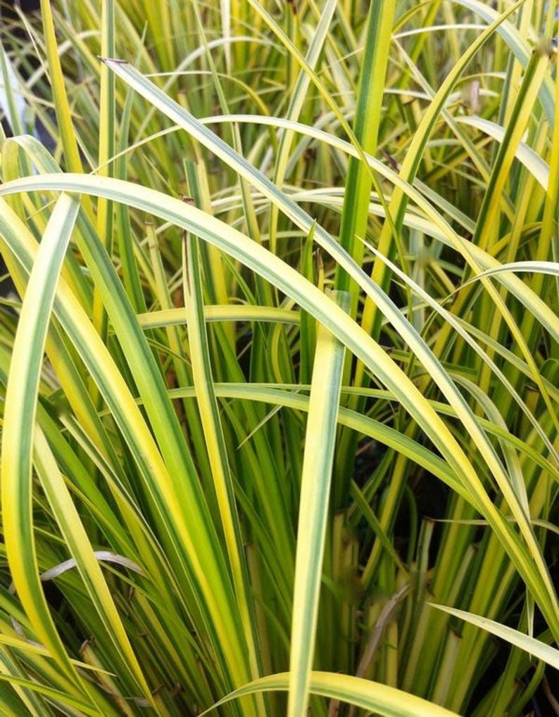Ogon Sweet Flag Starter Clump - Acorus gramineus 'Ogon' - Evergreen Grass for Wet Soils - Ideal for Ponds or Containers