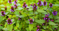 Heal All Plant - Fresh Bareroot Division - Prunella vulgaris - Herbal Remedy for Natural Healing