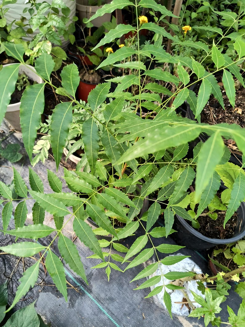 Large Organic Indian Neem Tree 18-22 Inch in One Gal Pot - Azadirachta indica for Easy Patio Growing
