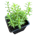 Organic Winter Savory Plant - 2.5-inch Pot - Perennial Herb - Satureja montana - Ideal for Garden Borders & Culinary Use