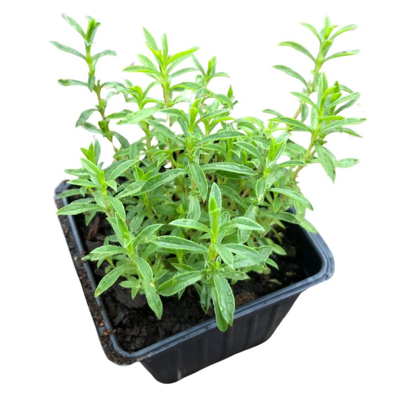 Organic Winter Savory Plant - 2.5-inch Pot - Perennial Herb - Satureja montana - Ideal for Garden Borders & Culinary Use