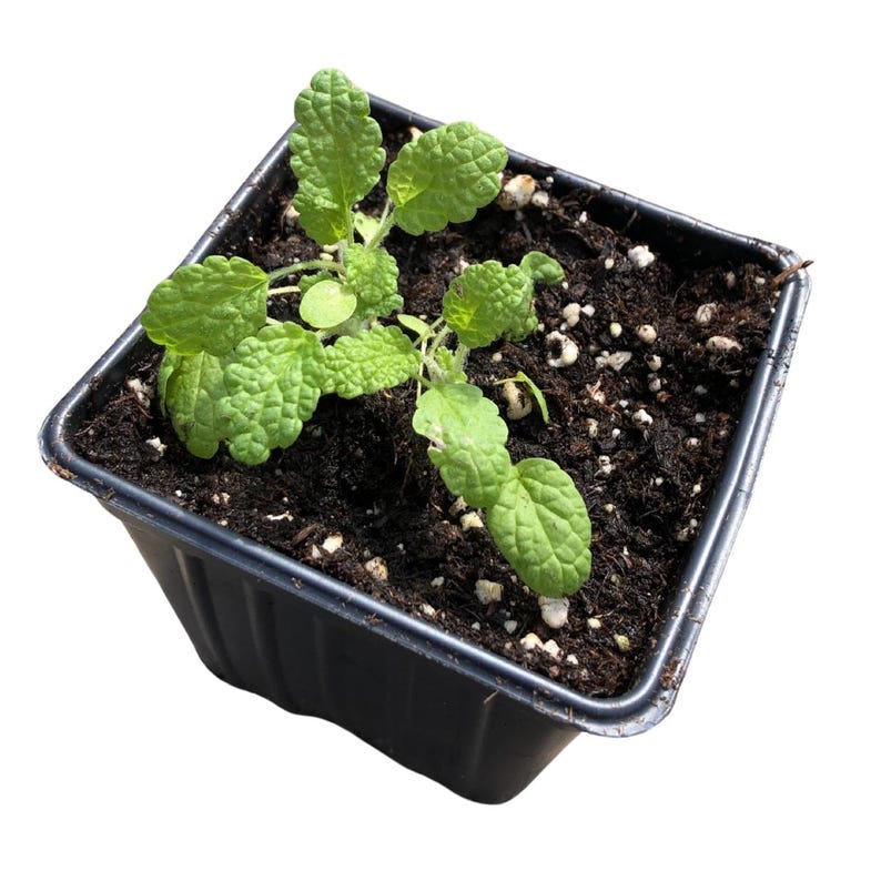 Organic White Horehound Plant in 2.5-Inch Pot - Marrubium vulgare - Perennial Herb with Gray-Green Foliage and White Flowers