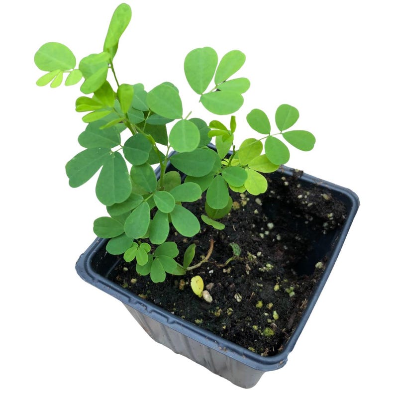 Wild Senna Plant 2.5-inch Organic Seedling - Senna hebecarpa - Native Pollinator Plant for Gardens - Yellow Flowers, Attracts Butterflies