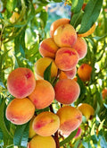 Tropic Beauty Peach Tree in Half Gallon Pot - Grafted, Low-Chill Peach Variety for Warm Climates (Prunus persica)