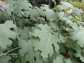 Plume Poppy Live Plant - Bare Root Perennial - Striking Foliage & Flowers - Macleaya cordata - Zones 3-9