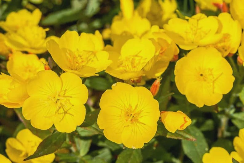Yellow Primrose Live Bareroot Clump - Easy Perennial for Full Sun - Primula vulgaris - Hardy in Zones 4-9