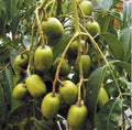 Organic Dwarf June Plum Plant in Pot 16-24 Inch - Spondias tuberosa, Air Layered, Easy to Grow, Fruiting Tree