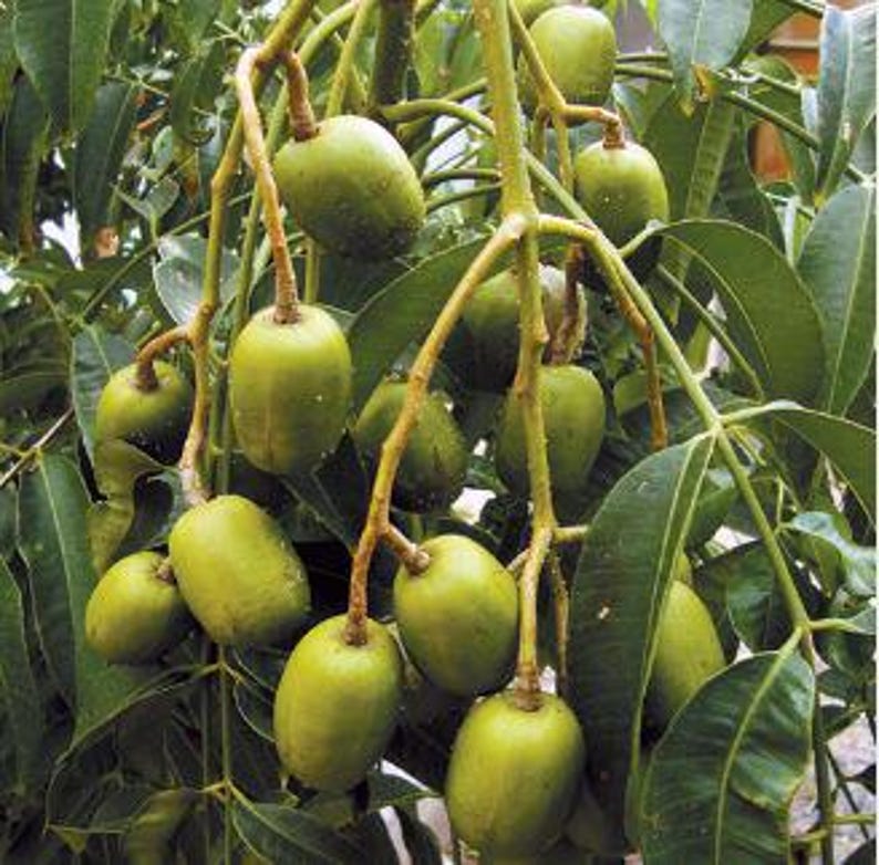 Organic Dwarf June Plum Plant in Pot 16-24 Inch - Spondias tuberosa, Air Layered, Easy to Grow, Fruiting Tree