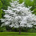 Gray Dogwood Plant - Large Rootstock - Up to 4 ft Tall - Cornus racemosa - Ideal for Grafting