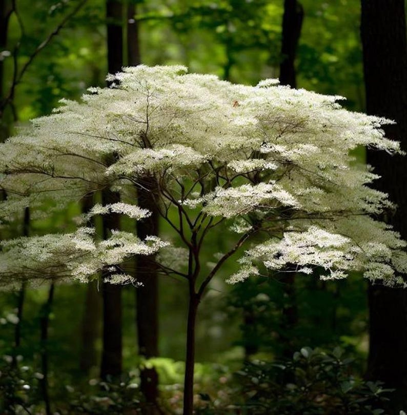 Silky Dogwood Tree 1-2 ft Tall - Cornus amomum - Shipping Included - Hardy Landscape Plant