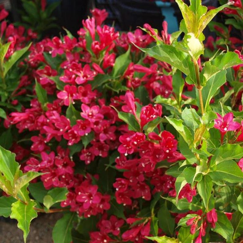 Red Weigela Plant - Up to 2 ft Tall - Weigela florida - Vibrant Red Flowers - Shipping Included