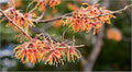 Well-Rooted Witch Hazel Plants - Hamamelis virginiana - Shipping Included