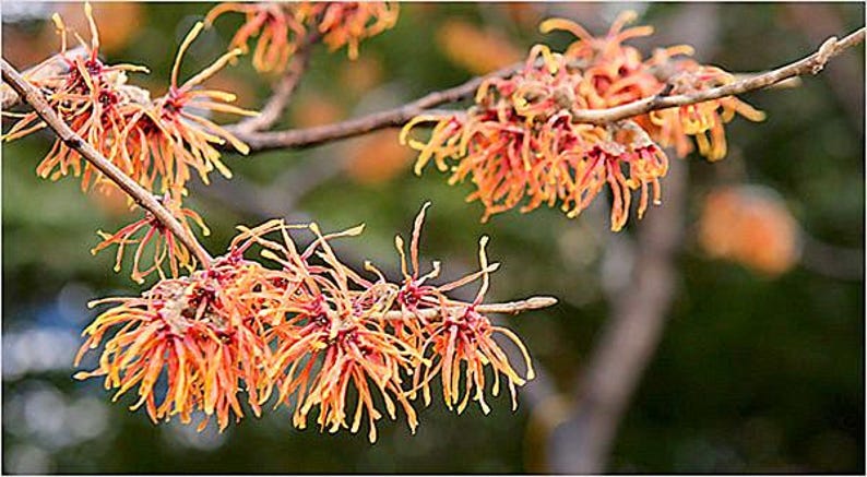 Well-Rooted Witch Hazel Plants - Hamamelis virginiana - Shipping Included