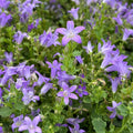 Wall Bellflower Live Plant 3.5” Pot - Dalmatian Bellflower (Campanula portenschlagiana) - Full Sun, Zones 4-8