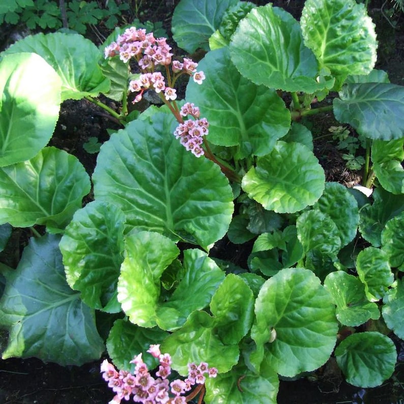 Pigsqueak Live Plant 3.5" Pot Bergenia cordifolia Perennial for Part to Full Shade Zones 3-8