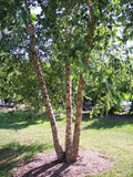 Copper Birch Tree, 2-3 Foot Multi-Stem, Unique Cinnamon Exfoliating Bark, Betula nigra - Ideal for Wet Soil & Dry Summers