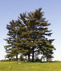 Eastern White Pine Trees - 3 Baby Trees - Pinus strobus - 8-18" Tall - Native Bare Root Trees