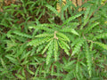Sweetfern Plants - Bareroot Starts for Herbal Use - Comptonia peregrina - Aromatic Native Shrub for Dry Sunny Areas