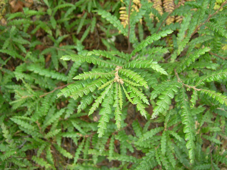 Sweetfern Plants - Bareroot Starts for Herbal Use - Comptonia peregrina - Aromatic Native Shrub for Dry Sunny Areas