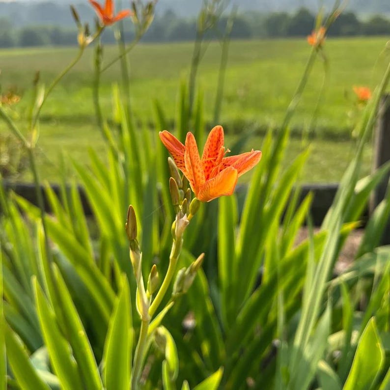 Leopard Lily Live Plant 4" Pot - Blackberry Lily, Iris domestica - Full Sun - Zones 5-10 - Iridaceae