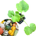 Small Gourd Mix Plant in 2.5-Inch Pot, Cucurbita pepo - Decorative Autumn Gourds for Halloween Decor